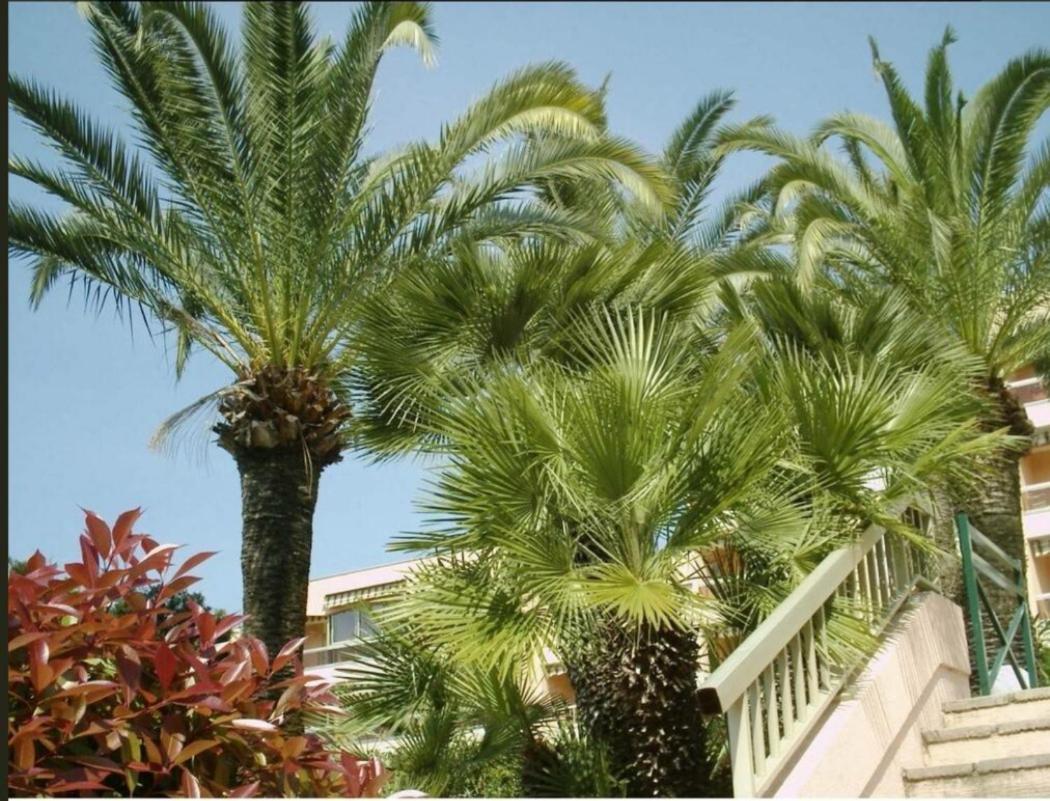 Appartement Angela Golfe-Juan Luaran gambar